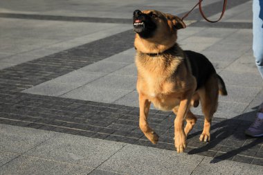 Saldırgan köpeğiyle dışarı çıkan bir kadın, yakın plan.