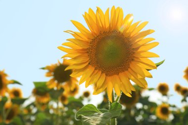 Açık havada büyüyen ayçiçeği, metin için alan