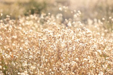 Bulanık arkaplanda güzel kuru bitkiler, yakın plan