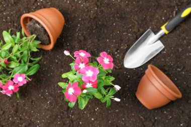 Güzel pembe vinka çiçekleri ve toprakta kürek, düz uzanmış