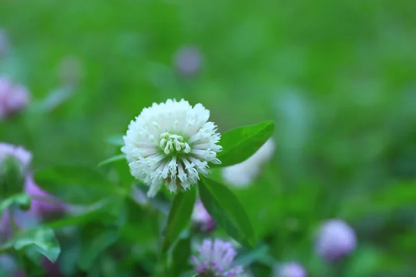 背景模糊的美丽的白色三叶草花 — 图库照片