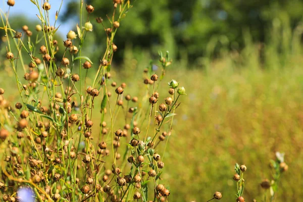 Vackra Linplantor Med Torra Kapslar Fält Solig Dag Utrymme För — Stockfoto