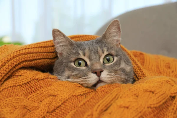 Όμορφη Γκρίζα Γάτα Τυλιγμένη Ζεστή Κουβέρτα Στο Σπίτι Κοντινό Πλάνο — Φωτογραφία Αρχείου