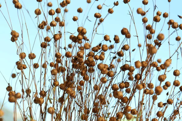 Vackra Torra Linplantor Mot Suddig Bakgrund Närbild — Stockfoto