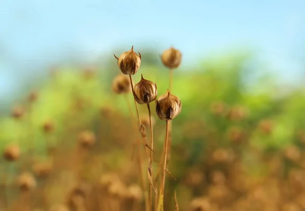 Vackra Torra Linplantor Mot Suddig Bakgrund Närbild — Stockfoto