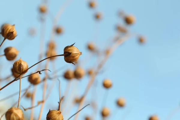 Vackra Torra Linplantor Mot Suddig Bakgrund Närbild Plats För Text — Stockfoto