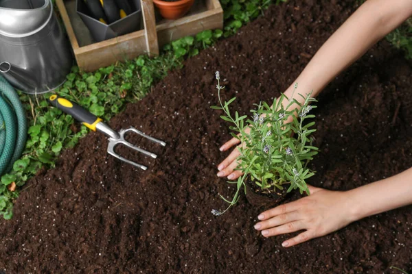 Mulher Transplantando Bela Flor Lavanda Para Solo Jardim Vista Acima — Fotografia de Stock