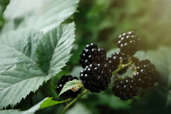 Ripe Blackberries Bush Garden Closeup — Stock Photo, Image
