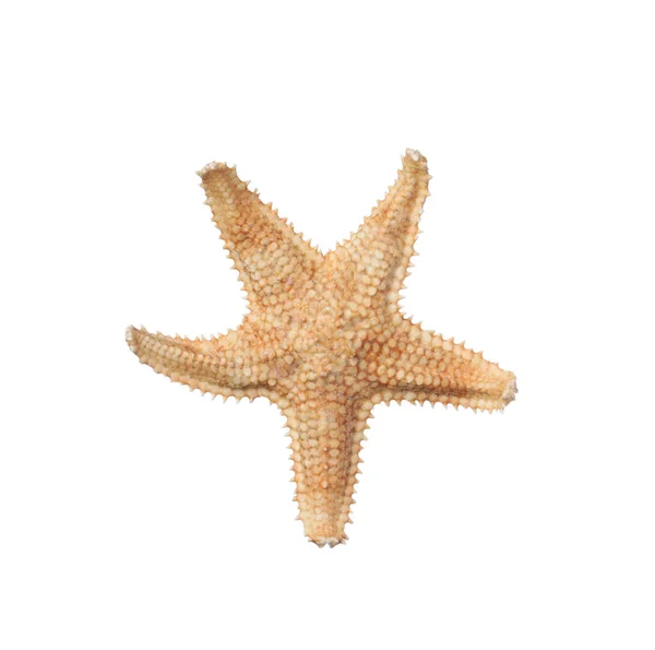 Красивая Морская Звезда Изолирована Белом Пляжный Объект — стоковое фото