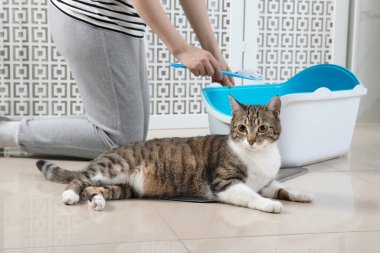 Tuvalette kedi kumu tepsisi temizleyen kadın.
