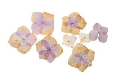 Beyaz arka planda kurumuş çayır çiçekleri, üst manzara.