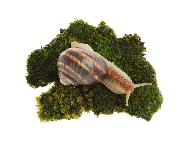 Caracol Jardín Común Arrastrándose Sobre Musgo Verde Sobre Fondo Blanco —  Fotos de Stock