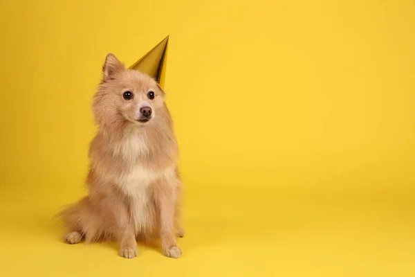 黄色の背景にパーティー帽子をかぶったかわいい犬 テキストのためのスペース 誕生日のお祝い — ストック写真