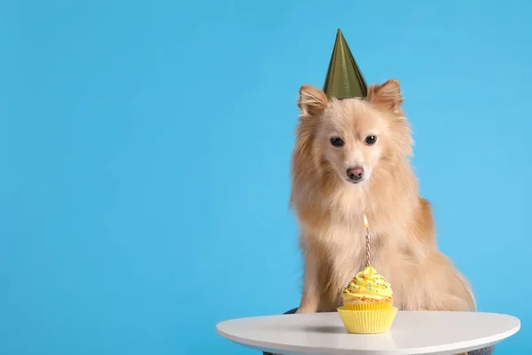 Cute Dog Wearing Party Hat Table Delicious Birthday Cupcake Light — Stock Photo, Image