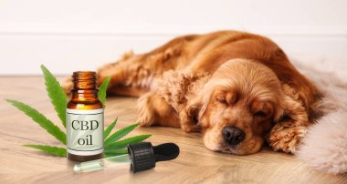 Bir şişe CBD yağı ve yerde uyuyan sevimli bir köpek. 