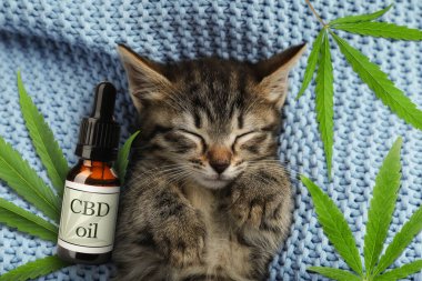 Bir şişe CBD yağı ve mavi örgü battaniyenin üzerinde uyuyan sevimli kedi yavrusu.