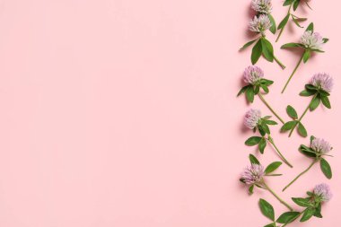 Pembe arka planda güzel yonca çiçekleri, düz uzanmış. Metin için boşluk