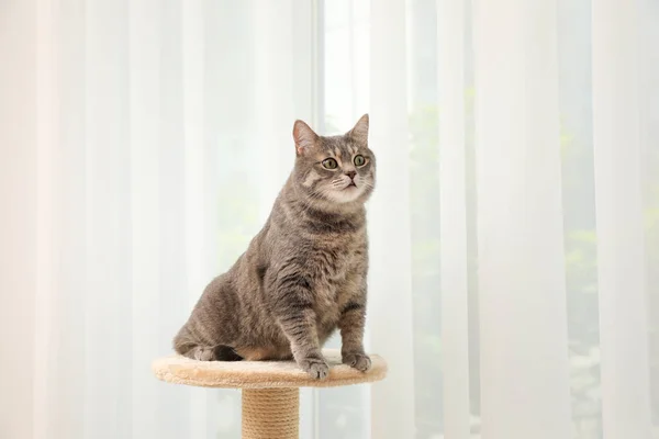 Χαριτωμένο Κατοικίδιο Ζώο Δέντρο Γάτα Στο Σπίτι — Φωτογραφία Αρχείου