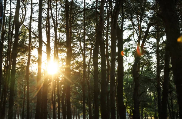 Bella Vista Del Tramonto Nella Foresta Conifere — Foto Stock