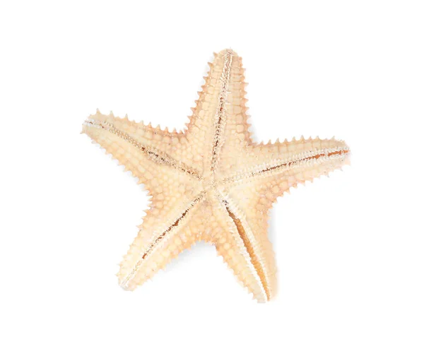 Hermosa Estrella Mar Aislada Blanco Vista Superior Objeto Playa — Foto de Stock