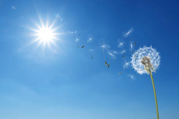 Beautiful puffy dandelion and flying seeds against blue sky on sunny day