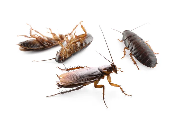 Group Brown Cockroaches White Background Pest Control — Stock Photo, Image