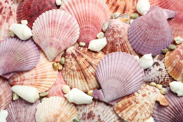 Top View Beautiful Different Seashells Pebbles Background — Stock Photo, Image