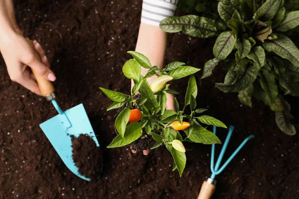 Mujer Trasplantando Planta Pimienta Suelo Vista Superior — Foto de Stock