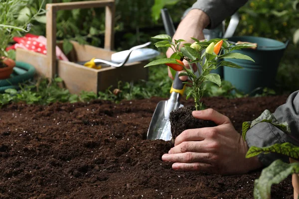 Homem Transplantando Pimenta Planta Solo Jardim Close Espaço Para Texto — Fotografia de Stock