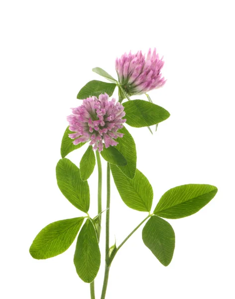 Vacker Klöver Blommor Med Gröna Blad Vit Bakgrund — Stockfoto