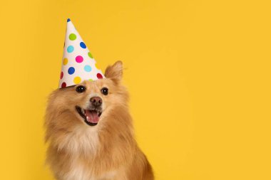 Sarı arka planda parti şapkası olan şirin bir köpek, mesaj için yer var. Doğum günü kutlaması