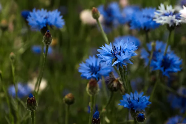 Lindas Flores Milho Azul Crescendo Prado Dia Verão Close — Fotografia de Stock