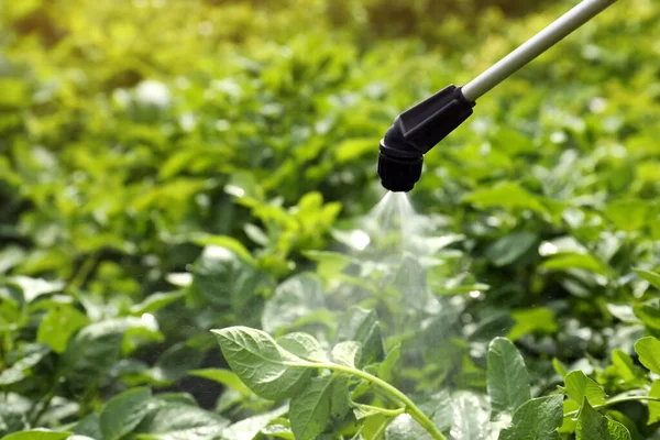 Распыление Пестицидов Картофельные Растения Открытом Воздухе Солнечный День — стоковое фото
