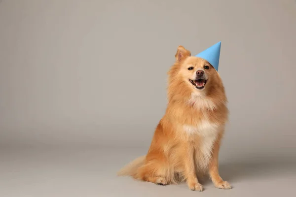 Netter Hund Mit Partyhut Auf Hellgrauem Hintergrund Platz Für Text — Stockfoto