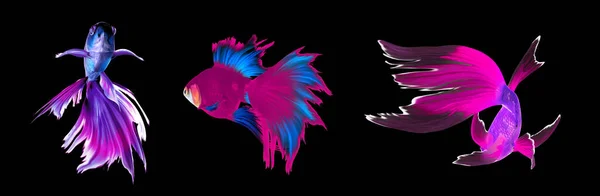Beautiful Colorful Betta Fish Black Background Collage Banner Design — Stock Photo, Image