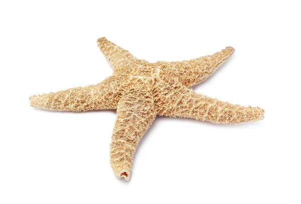 Prachtige Zeester Geïsoleerd Wit Strand Object — Stockfoto