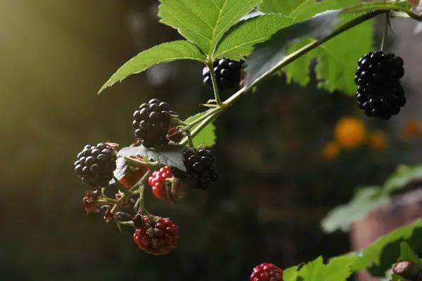 Branch Blackberries Bush Garden Closeup — Stock Photo, Image