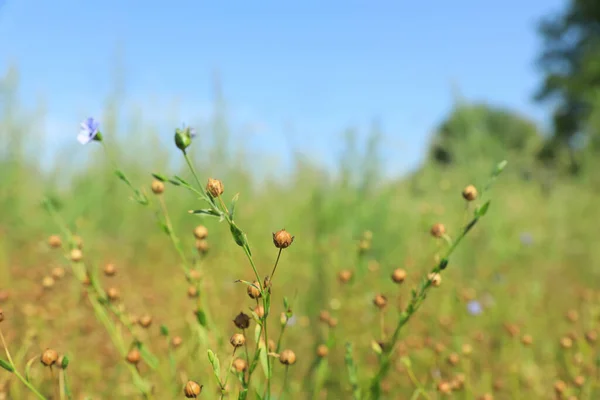 Vackra Linplantor Med Torra Kapslar Fält Solig Dag — Stockfoto