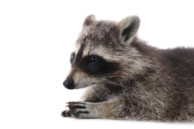 Beyaz tenli sevimli, sıradan bir rakun.