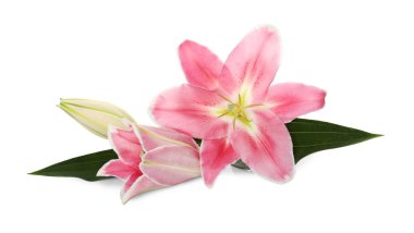 Beyaz arka planda güzel pembe zambak çiçekleri