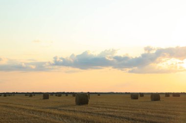 Saman balyalarıyla tarımın güzel manzarası