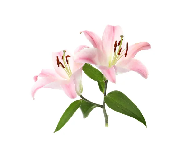 白にピンクの花が孤立した美しいユリの植物 — ストック写真
