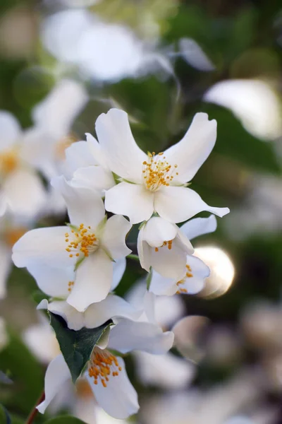 Güzel Beyaz Yasemin Bahçesinin Yakın Görüntüsü Açık Hava Çalısı — Stok fotoğraf