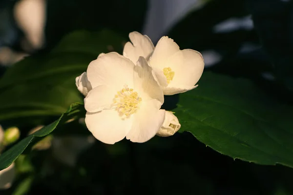 Closeup View Beautiful Blooming White Jasmine Shrub Outdoors Sunny Day — Stock Photo, Image