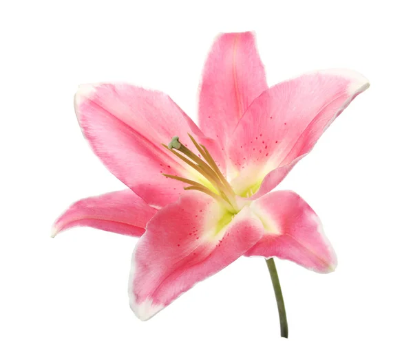美丽的粉色百合花卉上白色孤立 — 图库照片