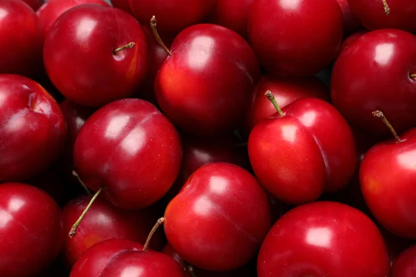 Frische Reife Kirschpflaumen Als Hintergrund Nahaufnahme — Stockfoto