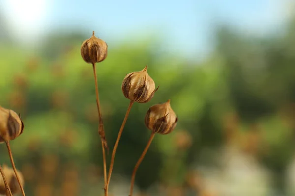 Vackra Torra Linplantor Mot Suddig Bakgrund Närbild — Stockfoto