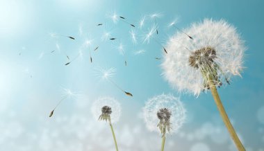 Güzel kabarık karahindibalar ve uçan tohumlar güneşli bir günde mavi gökyüzüne karşı 