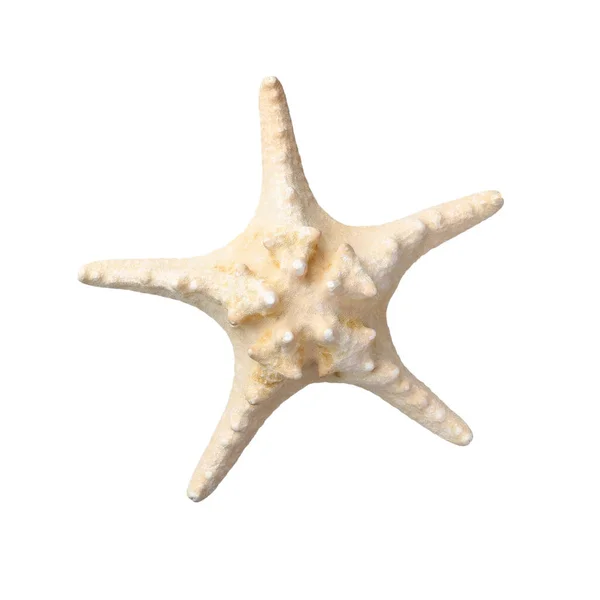 Prachtige Zeester Geïsoleerd Wit Strand Object — Stockfoto