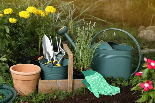 Bei Fiori Attrezzi Giardinaggio Sul Terreno Cortile — Foto Stock